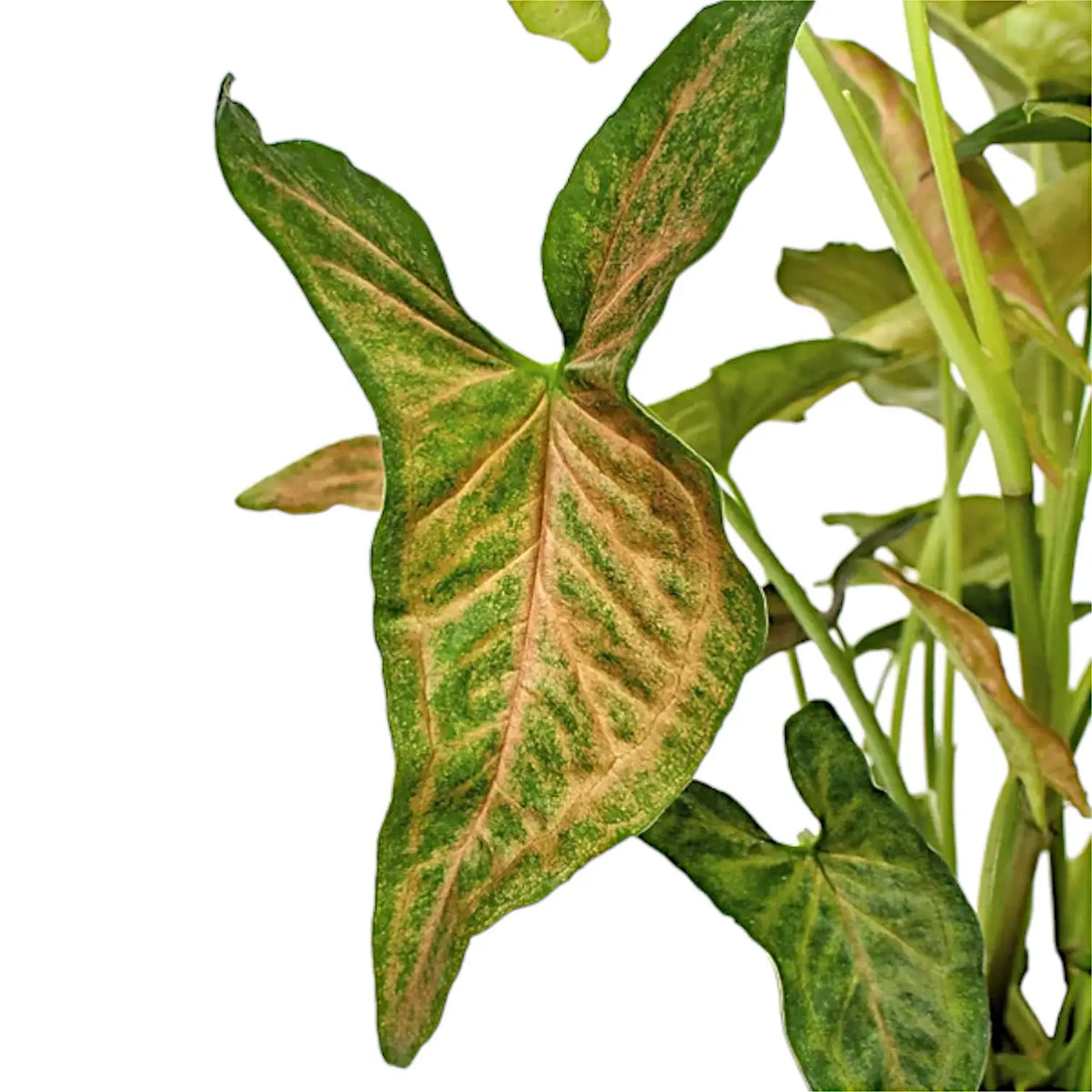 Syngonium podophyllum 'Regina Red' potted plant in nursery pot on white background.