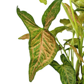 Syngonium podophyllum 'Regina Red' potted plant in nursery pot on white background.
