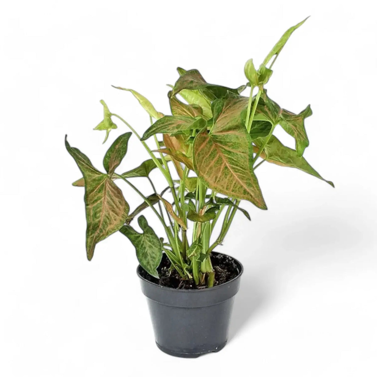 Syngonium podophyllum 'Regina Red' potted plant in nursery pot on white background.