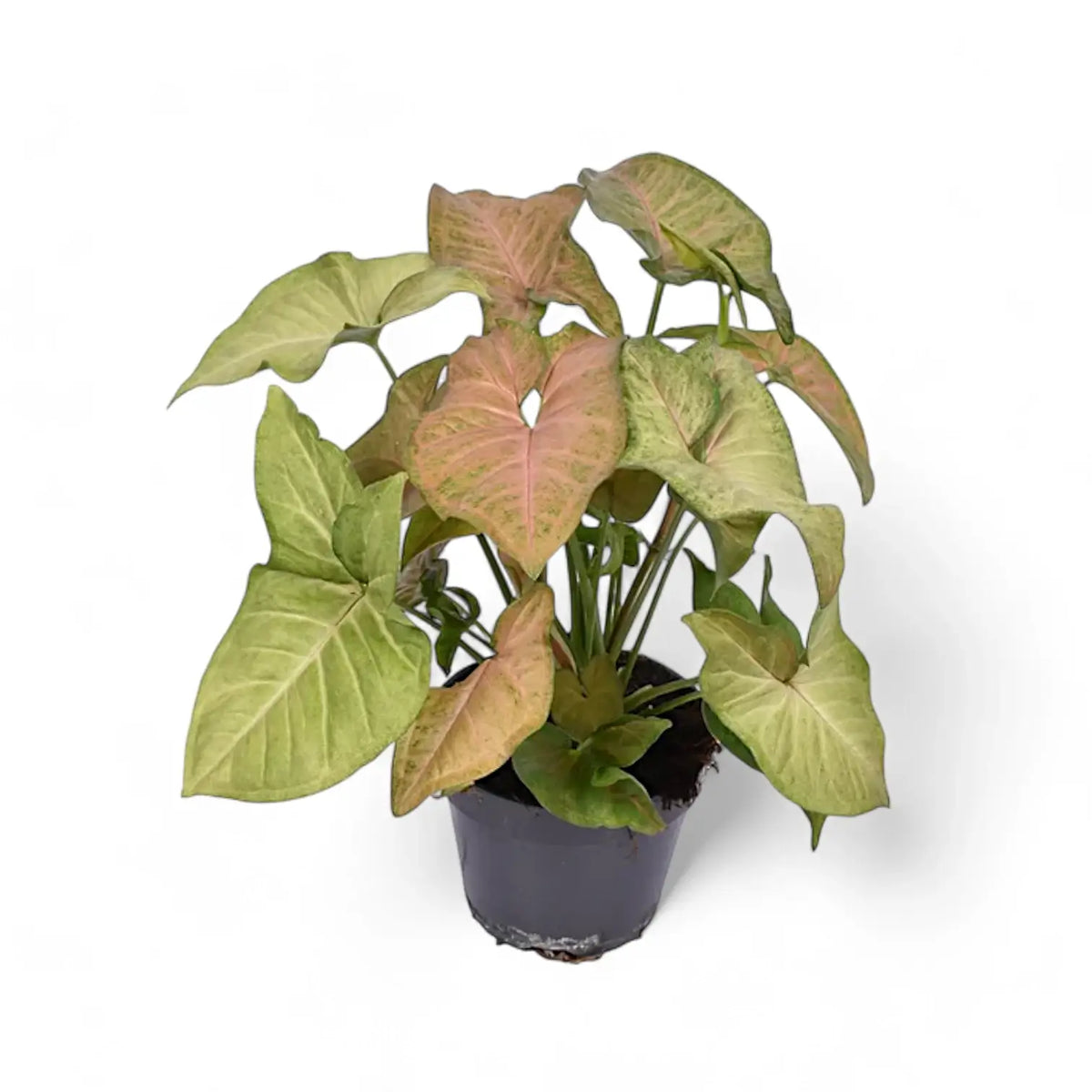 Syngonium podophyllum 'Regina Red' potted plant in nursery pot on white background.