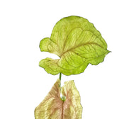 Syngonium podophyllum 'Roxanne' leaf close-up on white background.