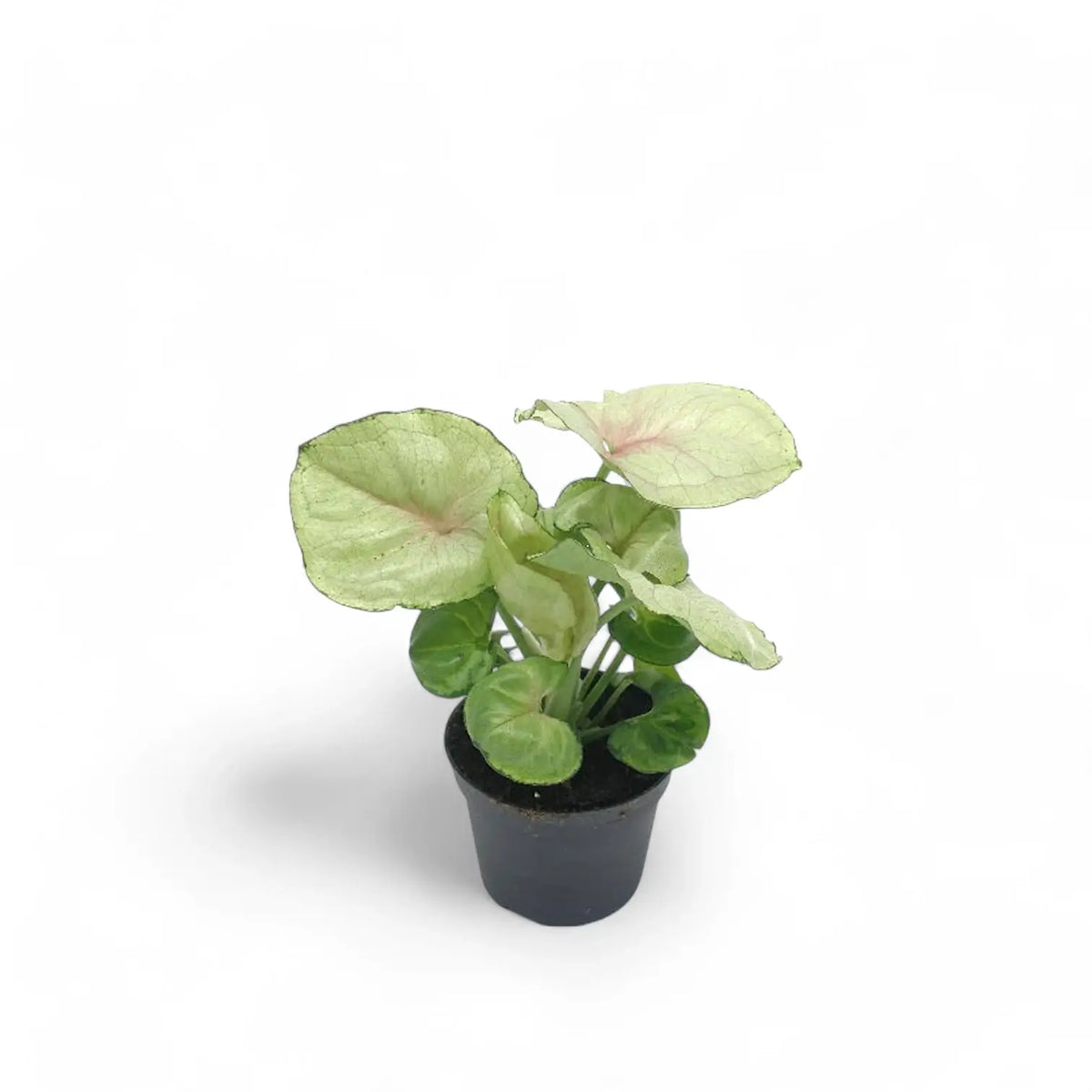 Syngonium podophyllum 'Roxanne' potted plant in nursery pot on white background.