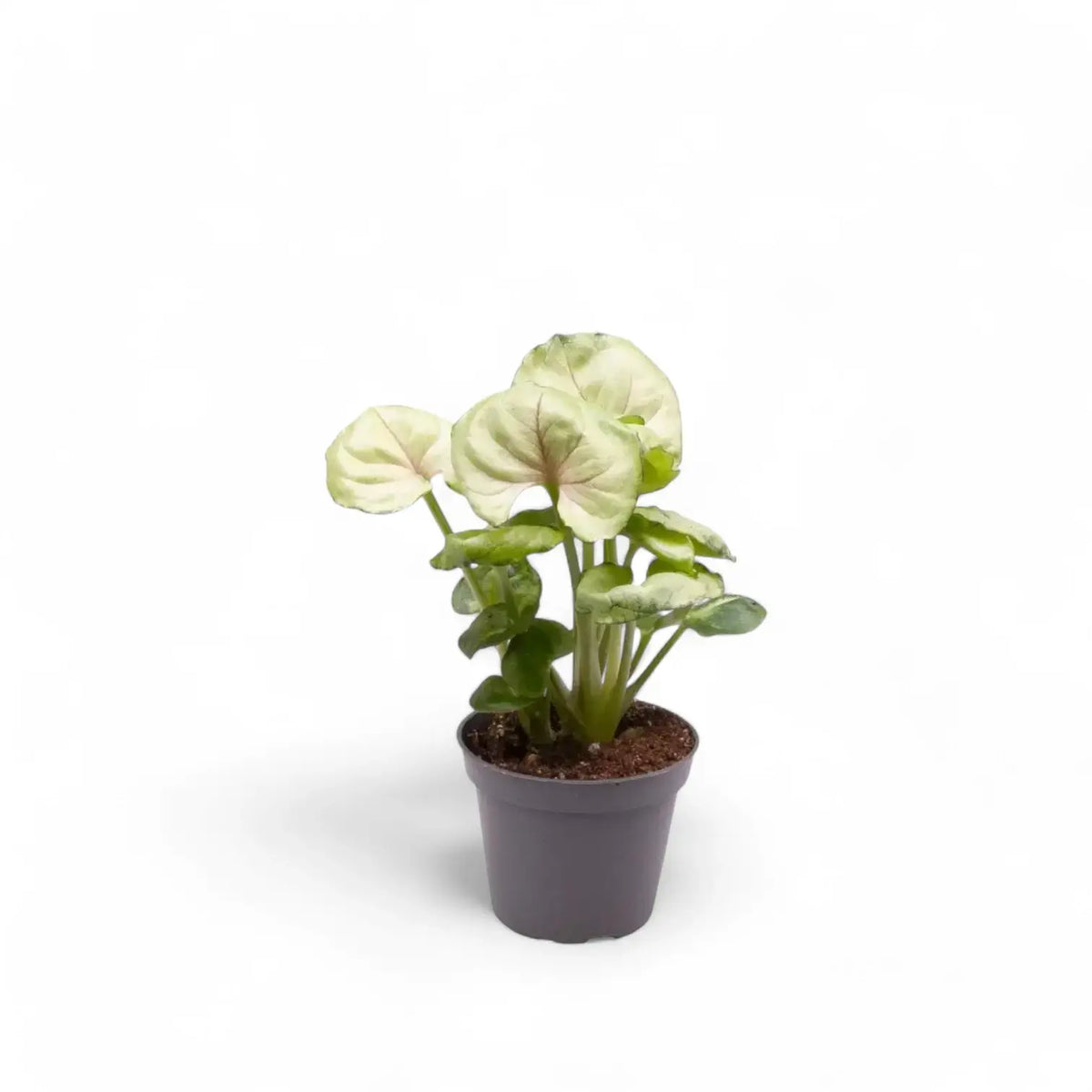 Syngonium podophyllum 'Roxanne' potted plant in nursery pot on white background.