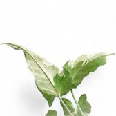 Syngonium podophyllum 'Starlite' aka 'Zebrina' – Blattdetail vor weißem Hintergrund..
