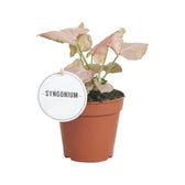 Syngonium podophyllum 'Strawberry' potted plant in nursery pot on white background.