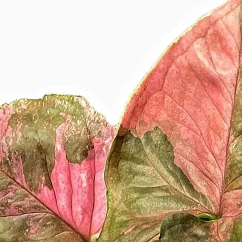 Syngonium podophyllum 'Strawberry Ice' – Blattdetail vor weißem Hintergrund..