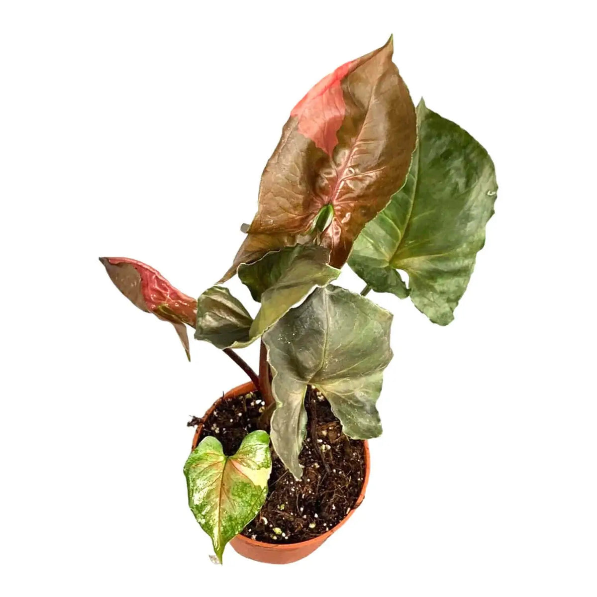 Syngonium podophyllum 'Strawberry Ice' potted plant in nursery pot on white background.