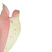 Syngonium podophyllum 'Strawberry milk' potted plant in nursery pot on white background.