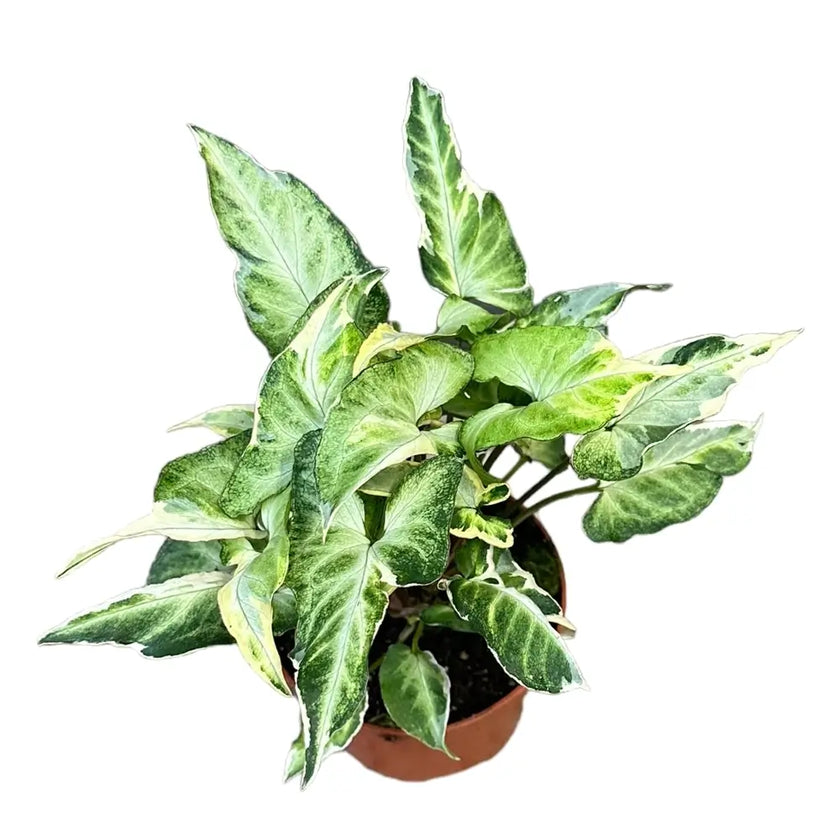 Syngonium podophyllum 'T25' potted plant in nursery pot on white background.