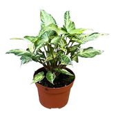 Syngonium podophyllum 'T25' potted plant in nursery pot on white background.