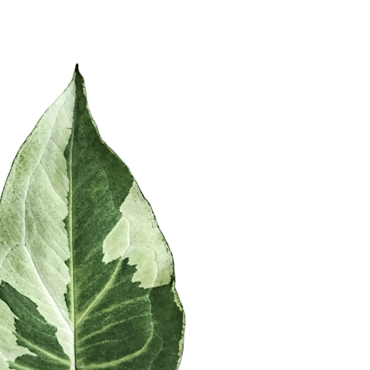 Syngonium podophyllum 'Three Kings' ('Magic marble') close-up of leaf on white background.