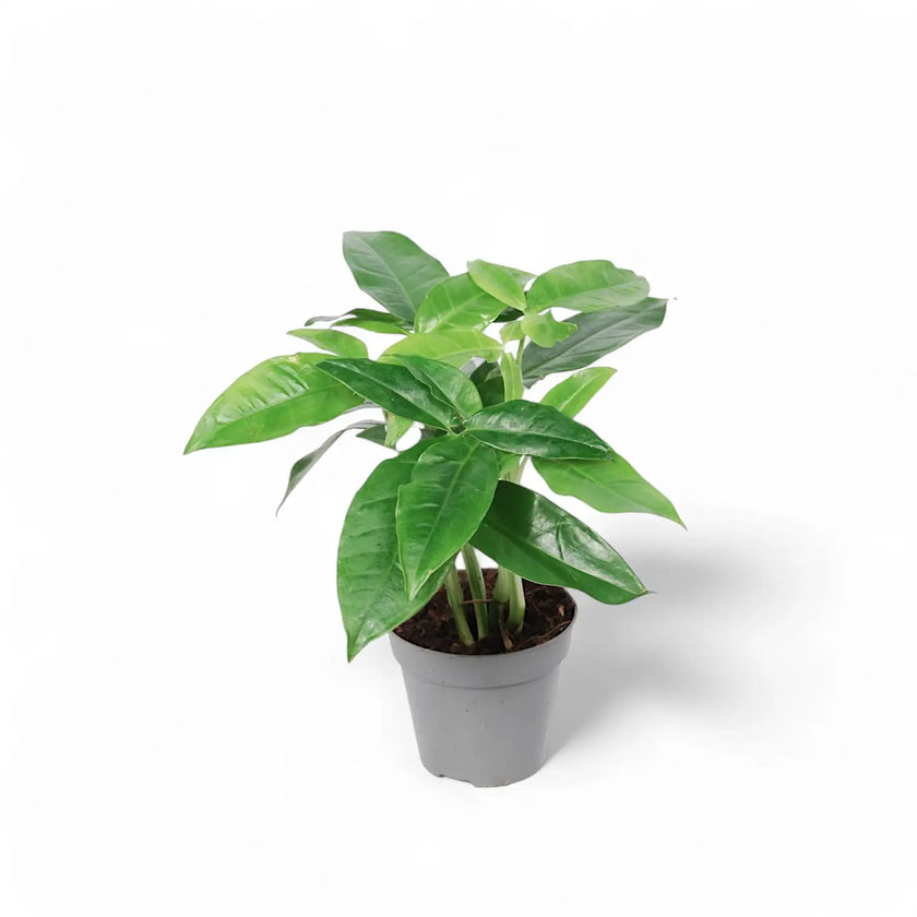 Syngonium podophyllum ‘Trileaf Wonder' potted plant in nursery pot on white background.