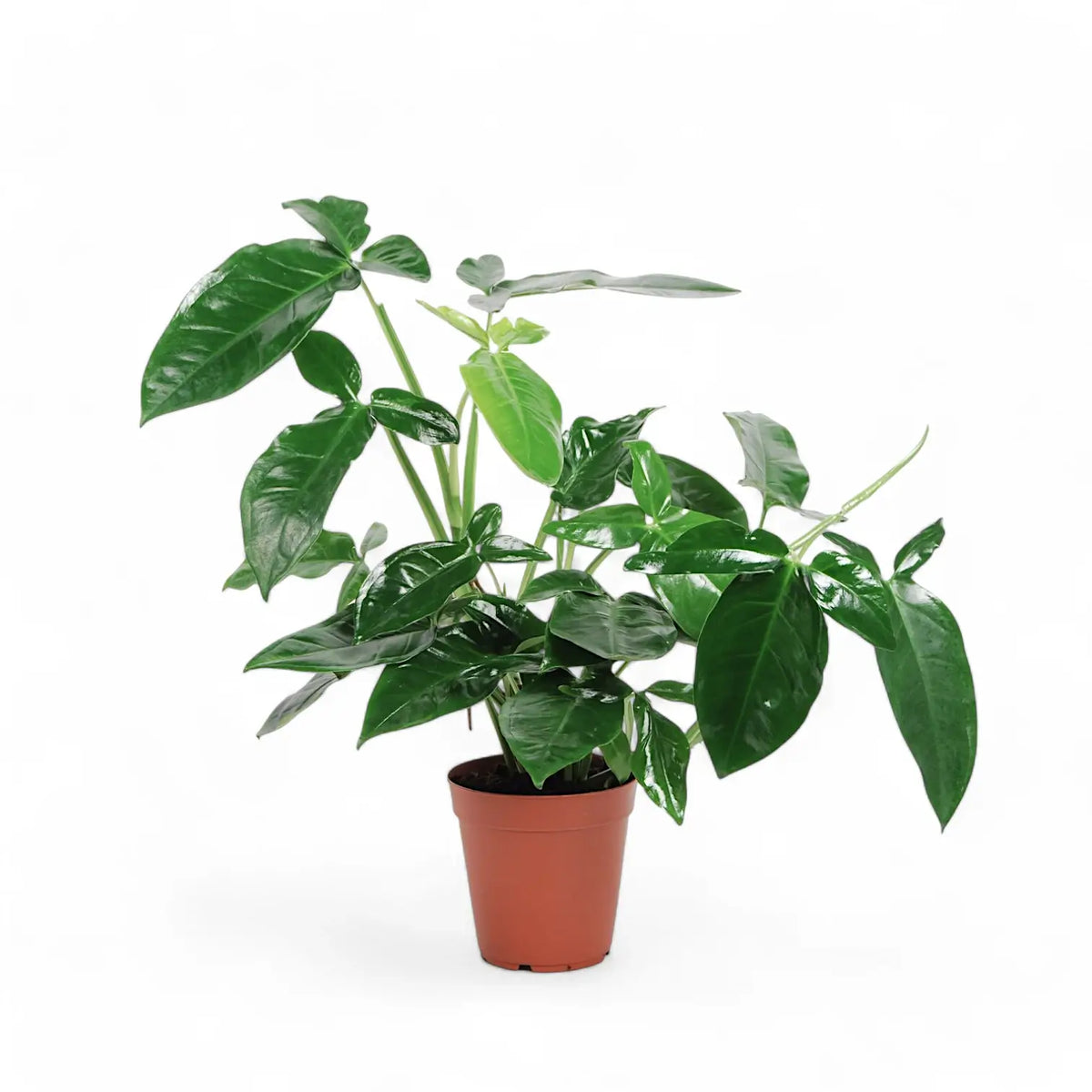 Syngonium podophyllum ‘Trileaf Wonder' Zimmerpflanze im Anzuchttopf vor weißem Hintergrund, Produktfoto 3.