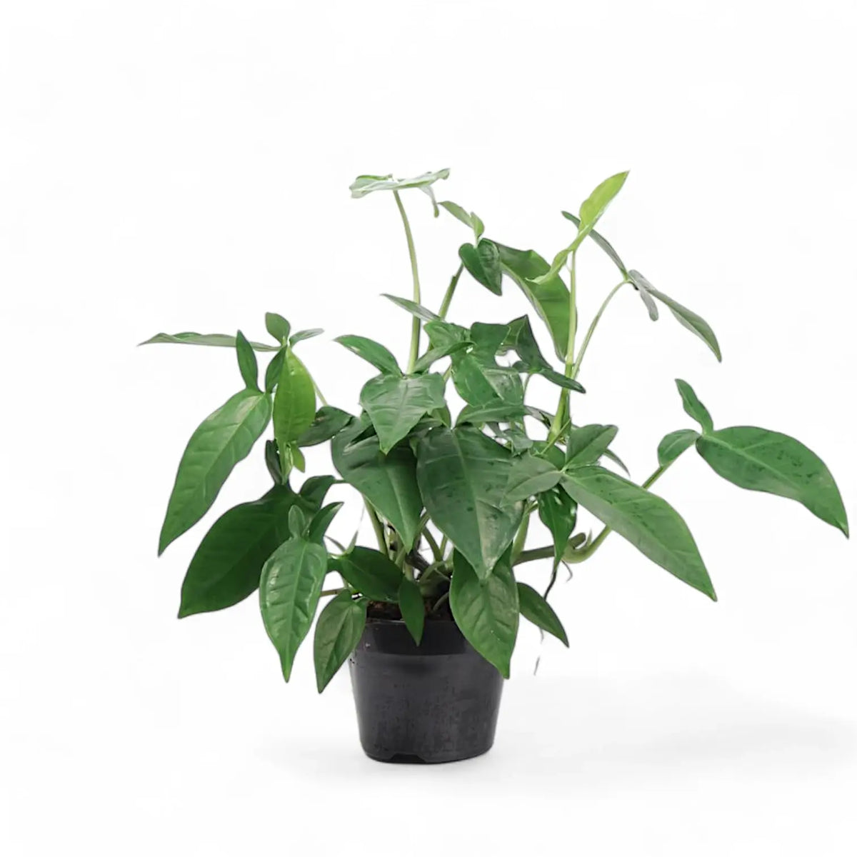 Syngonium podophyllum ‘Trileaf Wonder' Zimmerpflanze im Anzuchttopf vor weißem Hintergrund, Produktfoto 4.