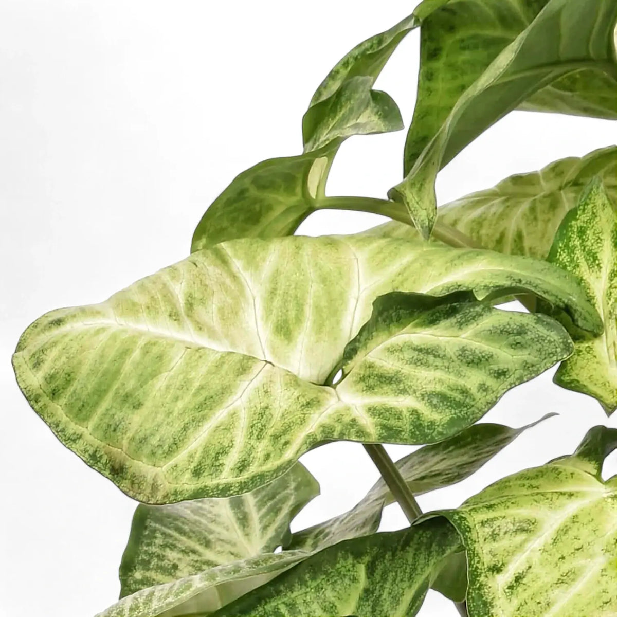 Syngonium podophyllum 'White Butterfly' close-up of leaf on white background.