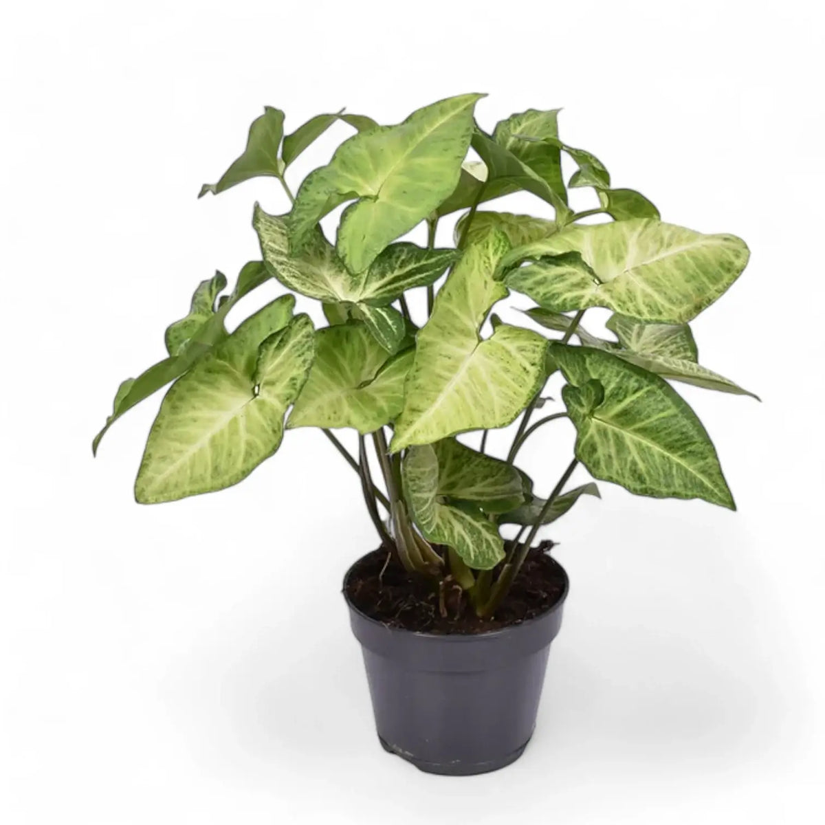 Syngonium podophyllum 'White Butterfly' potted plant in nursery pot on white background.