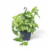 Syngonium podophyllum 'White Butterfly' potted plant in nursery pot on white background.