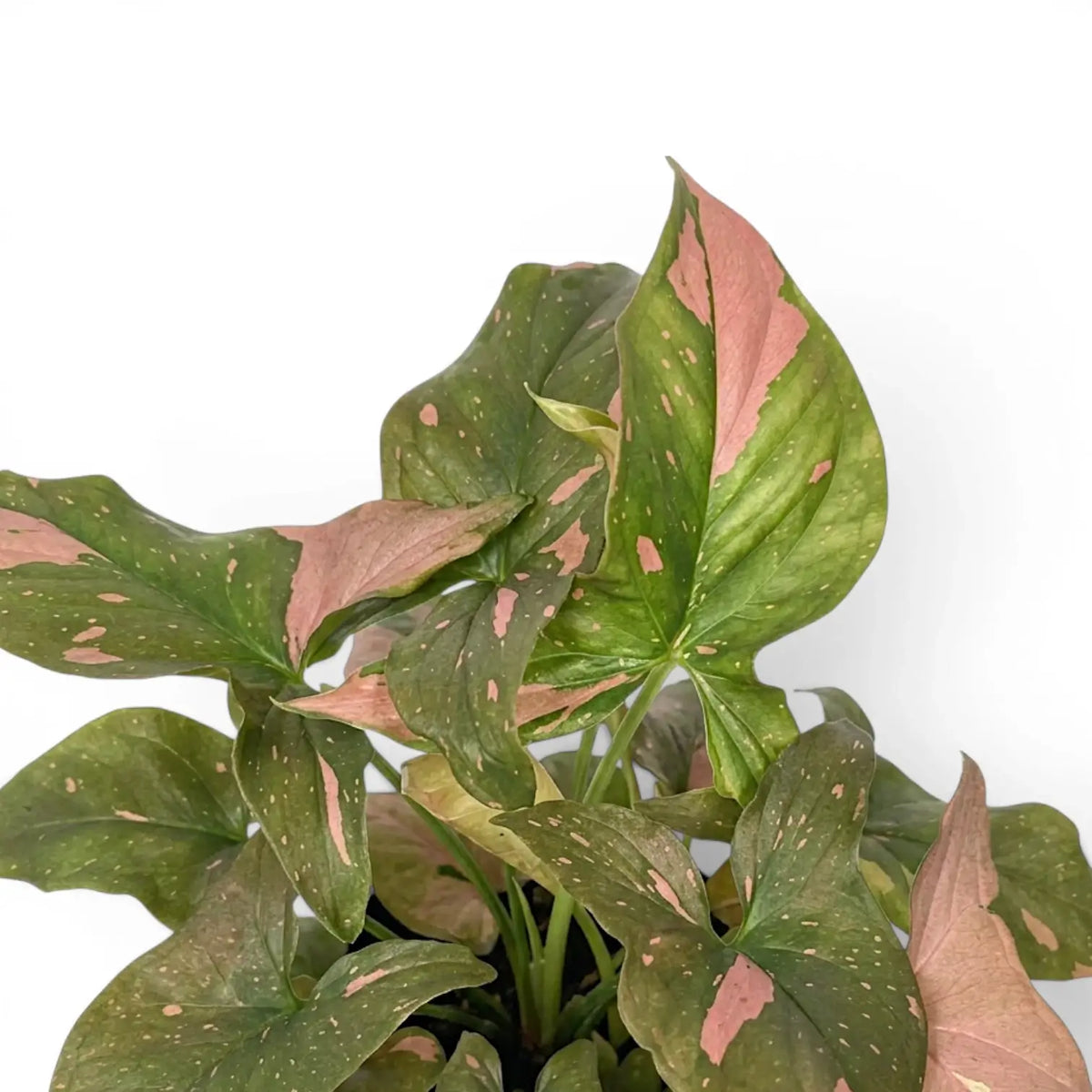 Close-up of Syngonium 'Red Spot' leaves.