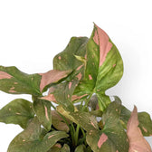 Close-up of Syngonium 'Red Spot' leaves.