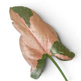 Close-up of Syngonium 'Red Spot' leaves.