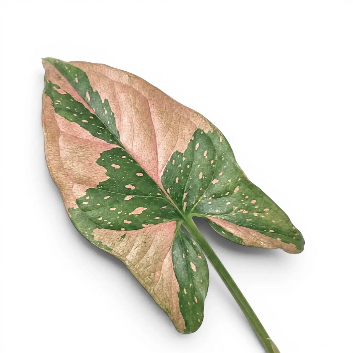 Close-up of Syngonium 'Red Spot' leaves.