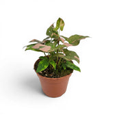 Syngonium 'Red Spot' plant in a nursery pot.