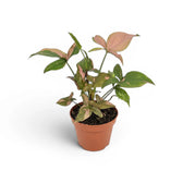 Syngonium 'Red Spot' plant in a nursery pot.