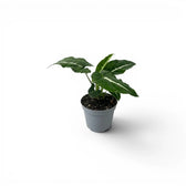 Syngonium wendlandii baby plant in a nursery pot.