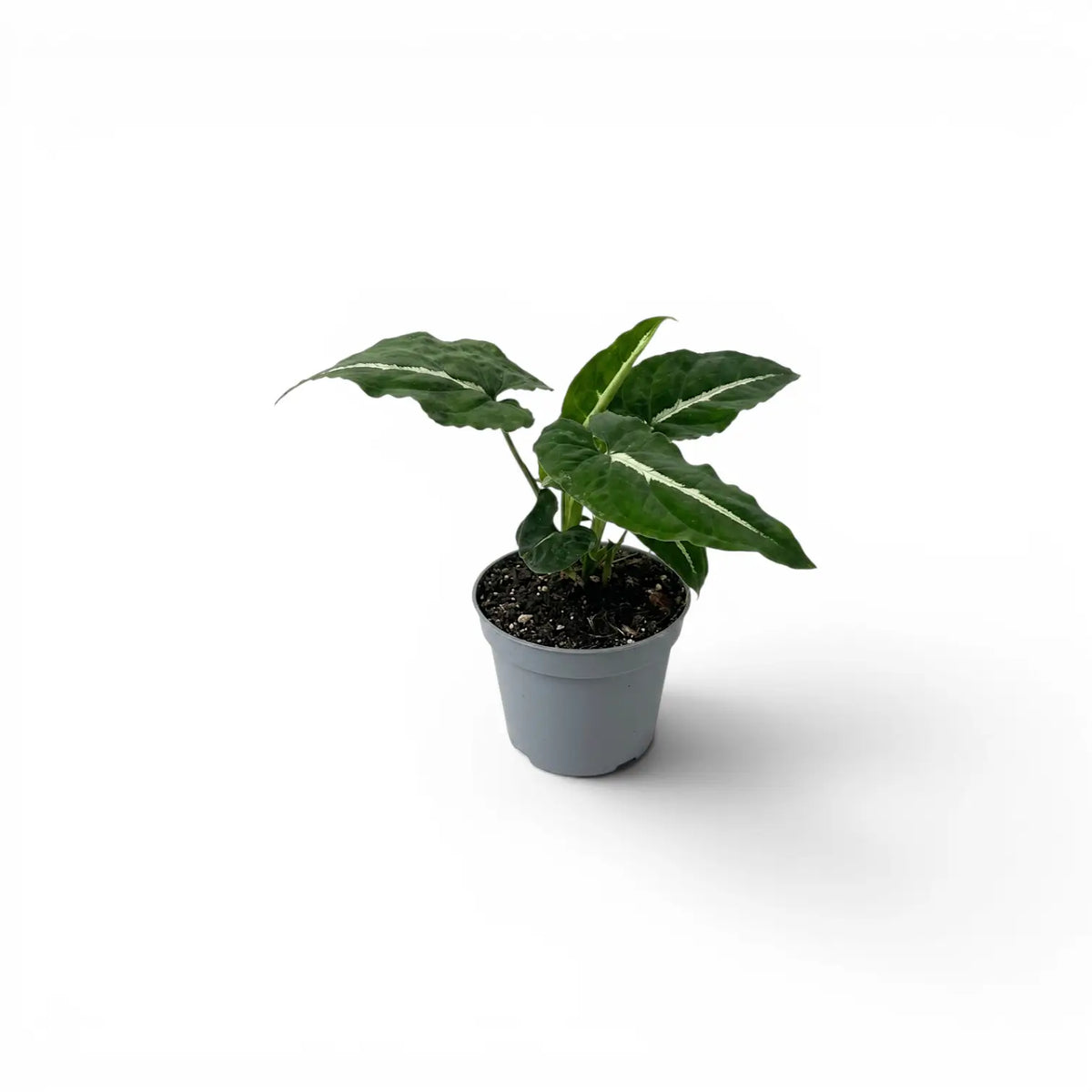 Syngonium wendlandii baby plant in a nursery pot.