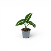 Syngonium wendlandii baby plant in a nursery pot.