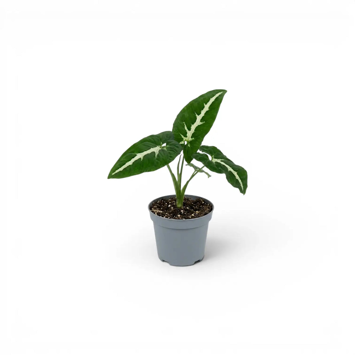 Syngonium wendlandii baby plant in a nursery pot.