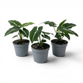 Syngonium wendlandii baby plant in a nursery pot.