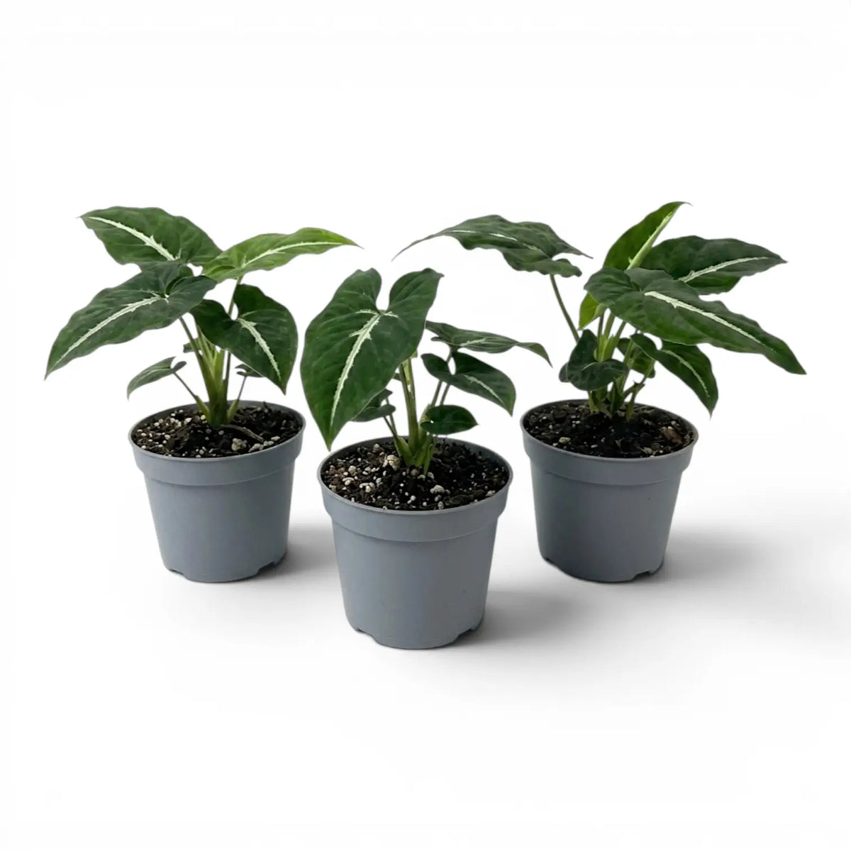 Syngonium wendlandii baby plant in a nursery pot.