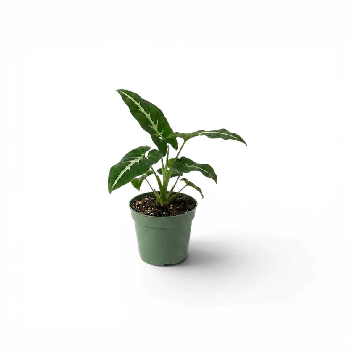Syngonium wendlandii baby plant in a nursery pot.