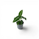 Syngonium wendlandii baby plant in a nursery pot.