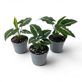 Syngonium wendlandii baby plant in a nursery pot.
