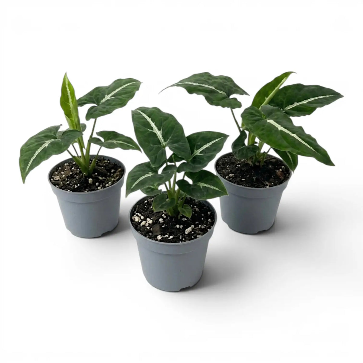 Syngonium wendlandii baby plant in a nursery pot.