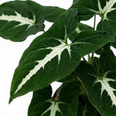 Syngonium wendlandii foliage close-up with dark green leaves and pale midribs.