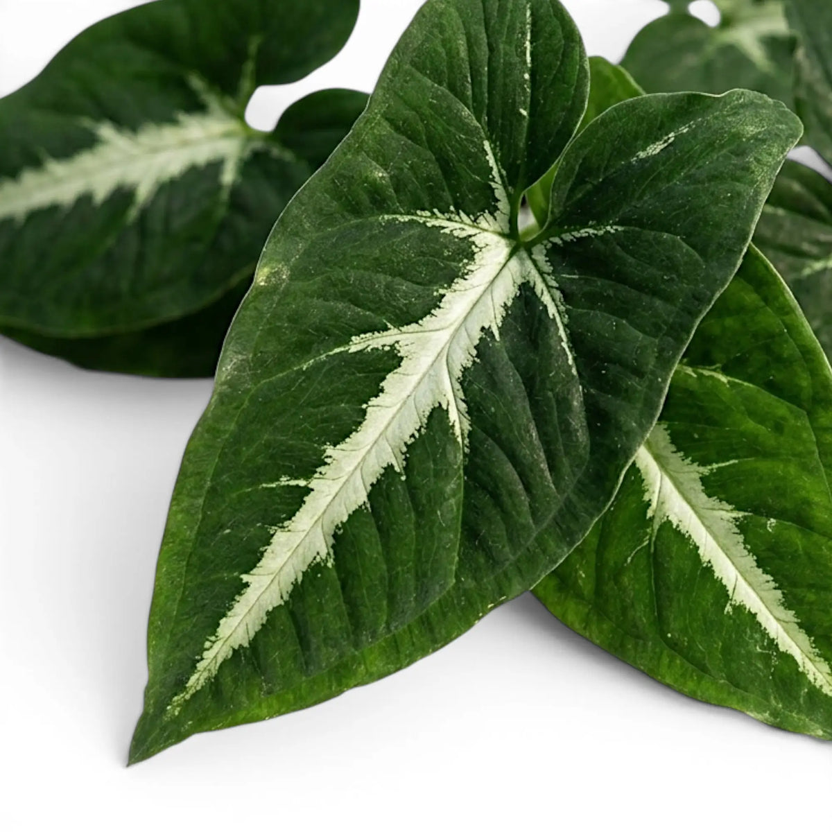 Syngonium wendlandii foliage close-up with dark green leaves and pale midribs.