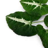 Syngonium wendlandii foliage close-up with dark green leaves and pale midribs.