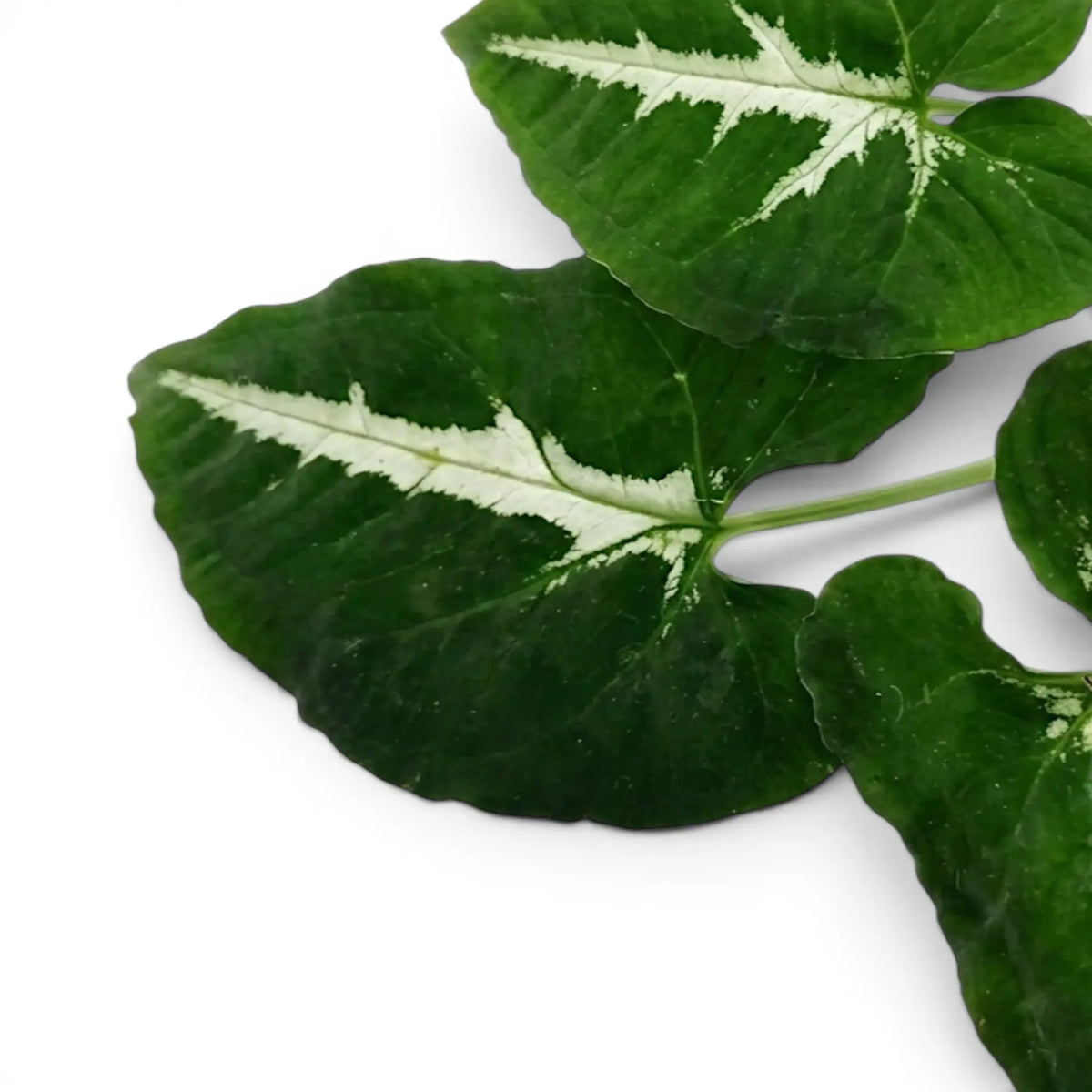 Syngonium wendlandii foliage close-up with dark green leaves and pale midribs.