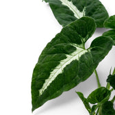 Syngonium wendlandii foliage close-up with dark green leaves and pale midribs.
