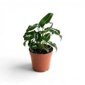 Syngonium wendlandii plant in a nursery pot.