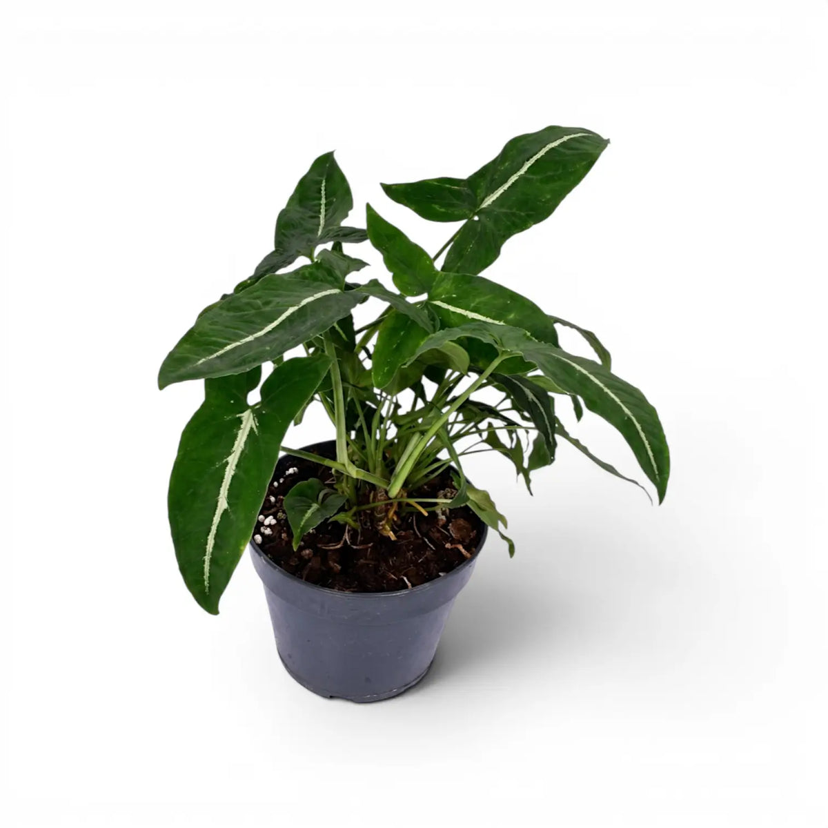 Syngonium wendlandii plant in a nursery pot.
