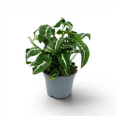 Syngonium wendlandii plant in a nursery pot.