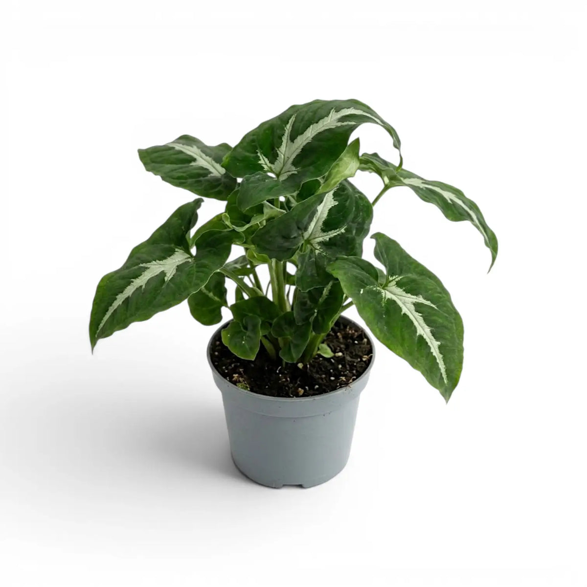 Syngonium wendlandii plant in a nursery pot.