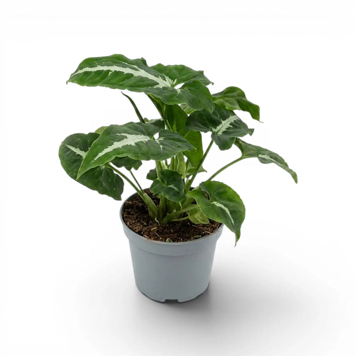 Syngonium wendlandii plant in a nursery pot.