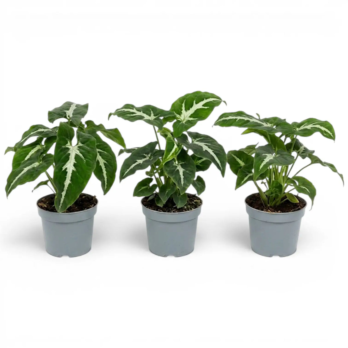 Syngonium wendlandii plant in a nursery pot.