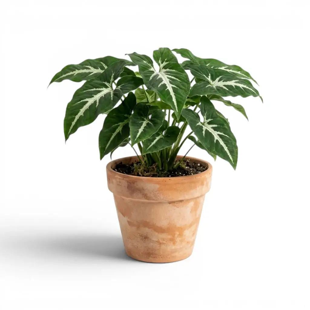 Syngonium wendlandii with green leaves on a white background