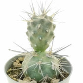 Tephrocactus alexanderi potted plant in nursery pot on white background.